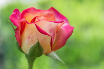Pink rose flower in a garden, close up