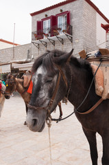 Donkey taxis in greek island Idra (Hydra)