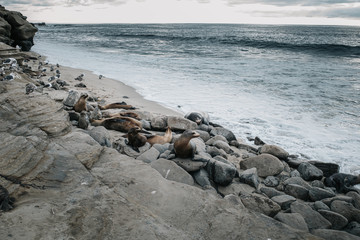 Seelöwen und Robben Party