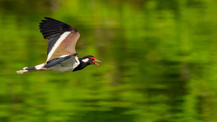 Red-Wattled Lapwing in flight above water surface