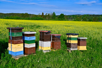 beehives standing in a field with yellow flowers