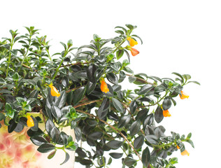 Home beautiful flower nematantus on a white background, isolate, goldfish, orange flowers