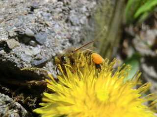 Honigbiene im Löwenzahn