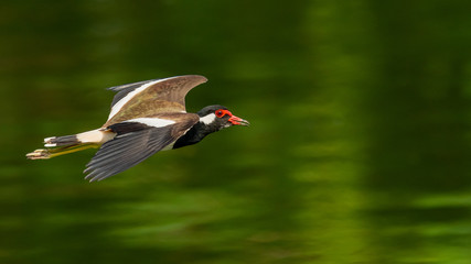 Red-Wattled Lapwing in flight above water surface