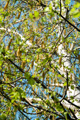 birch and birch earrings in spring against a blue sky