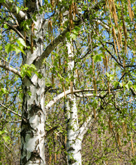 birch and birch earrings in spring against a blue sky