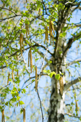 birch and birch earrings in spring against a blue sky