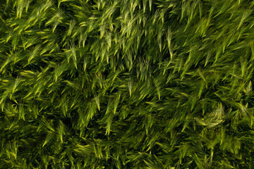 Fresh young wheat ear in the morning. Green wheat field.