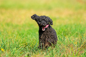 Black poodle is running free in a park with tongue out