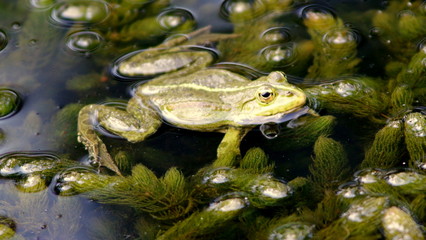 Frog in pond