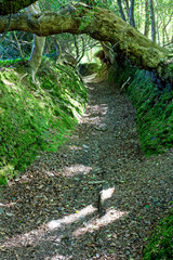 Obraz premium An ancient green lane in early Spring, footpath, near Mevagissey, Cornwall, England, UK.