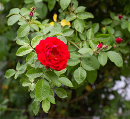 Red flower garden rose grows a large bush in the garden, close-up, celebration