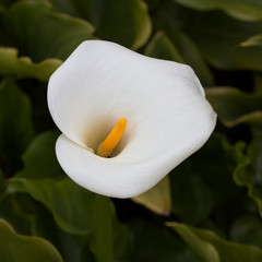 Calla Lily of the genus Zantedeschia, near Mevagissey, Cornwall, England, UK.