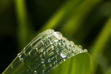 raindrops on green leaves sparkle in the sun