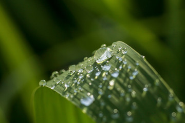 raindrops on green leaves sparkle in the sun