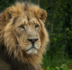 Big male lion with a thick mane