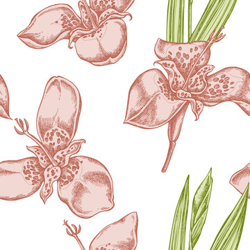 Seamless pattern with hand drawn pastel tigridia