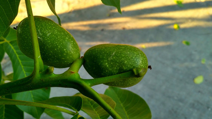 Green ripening walnut fruit close up