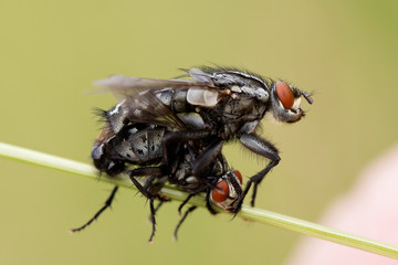 Interaction between flyes