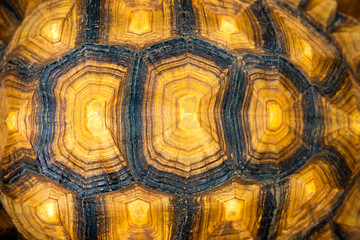 Turtle shell texture.
