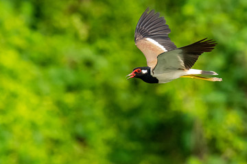 Red-Wattled Lapwing in flight with blur green tree  background