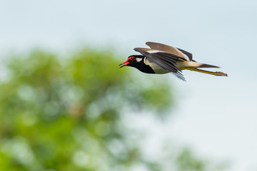 Red-Wattled Lapwing in flight with blur green tree  background