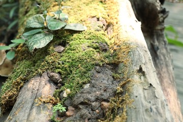 Moss on the tree nature