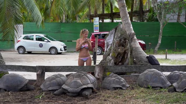 Seychelles. Praslin Island. Beautiful girl in a bathing suit takes pictures of big turtles on a cell phone.