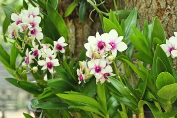 Beautiful orchid flower in tropical