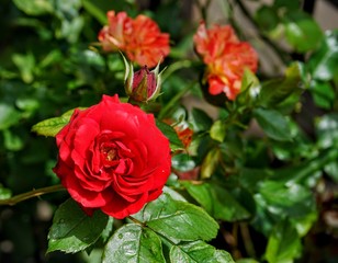 Red Rose Isolated in Garden
