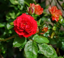 Red Rose Isolated in Garden