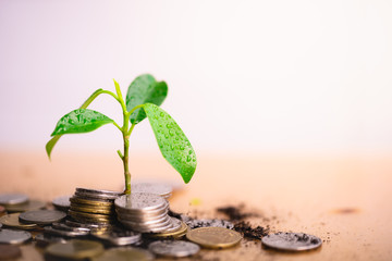 Young plant grow and coins stack, Pension fund, 401K, Passive income, Investment and retirement concept. savings and making money, Business investment growth concept. Risk management.