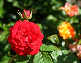Red Rose