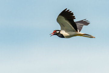 Red-Wattled Lapwing in flight with blue sky  background