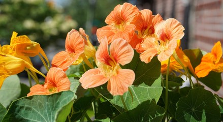 Tropaeolum Flower Nasturtium in Garden
