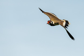 Red-Wattled Lapwing in flight with blue sky  background
