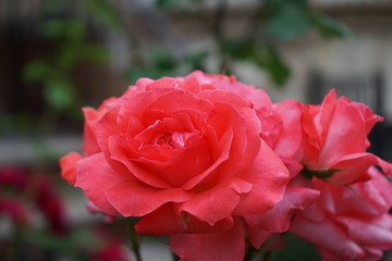Pink Rose Isolated in Garden