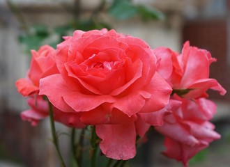 Pink Rose Isolated in Garden