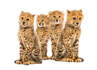 Group of a family of three months old cheetah cubs sitting
