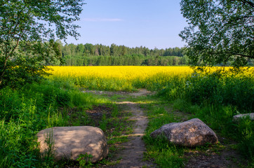 View of the trail leading to the yellow flowering field of rapeseed in June - 272448523