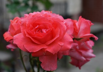 Pink Rose Isolated in Garden