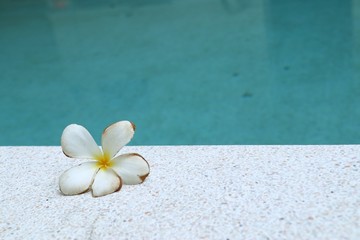 Fototapeta na wymiar White frangipani flowers beside pool