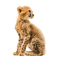 three months old cheetah cub sitting, isolated on white