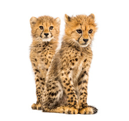 Obraz premium Couple of three months old cheetah cubs, isolated on white
