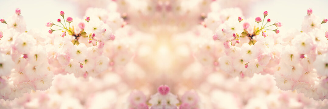 fiori di ciliegio in primavera