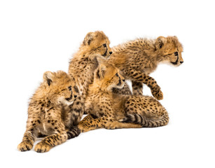 Group of a family of three months old cheetah cubs sitting