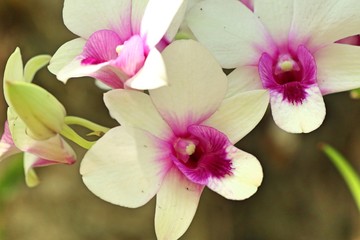Beautiful orchid flower in tropical