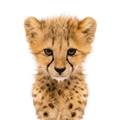 Close-up on a facing three months old cheetah cubs, isolated