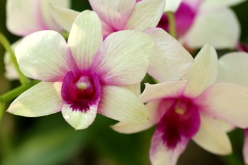 Beautiful orchid flower in tropical