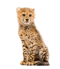 Obraz premium three months old cheetah cub sitting, isolated on white